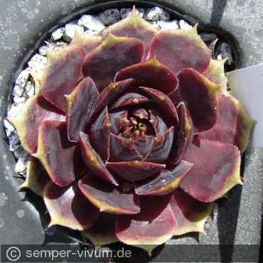 Raven Heart
