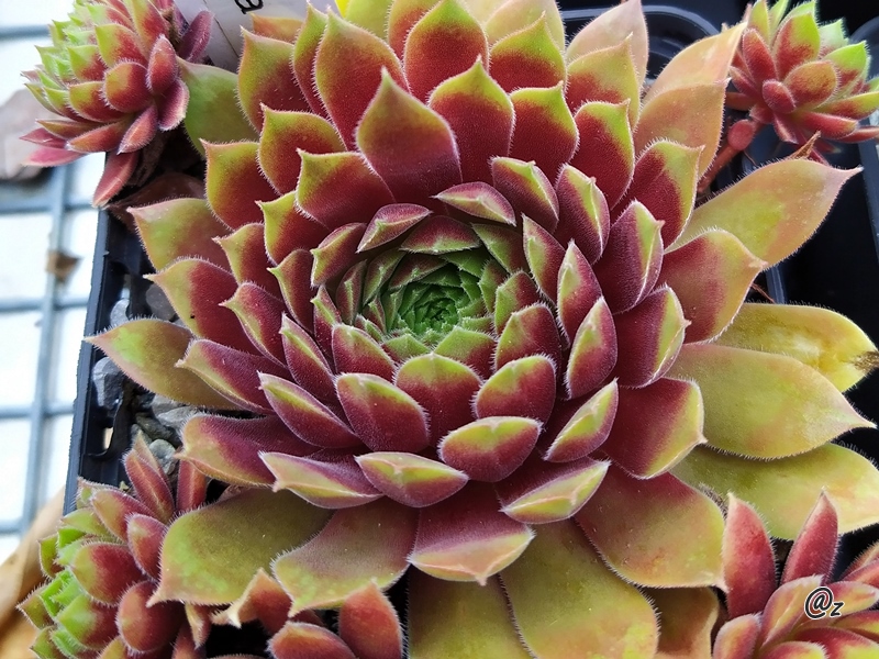 Seltrisa Feuer