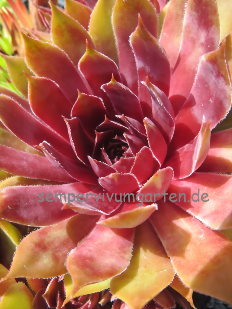 Blazen Jewel