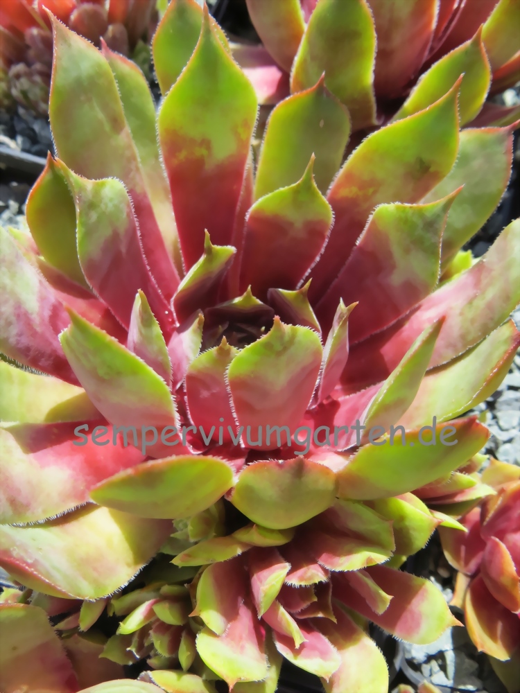 Sunray Goliath