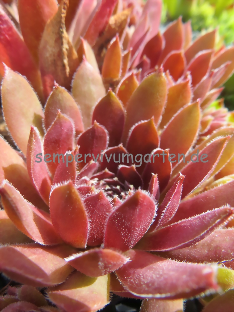 Velvet Blush