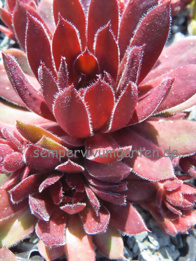 Velvet Blush