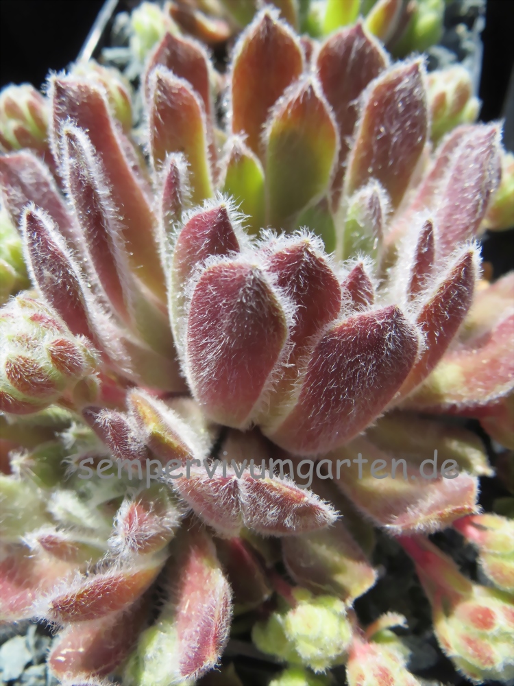 Whispers