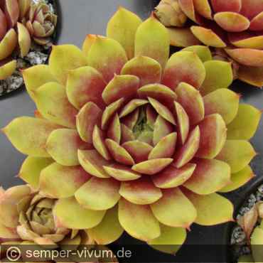 Waterlily ( II )