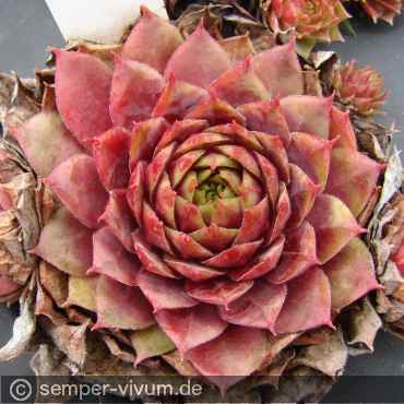 Waterlily ( II )