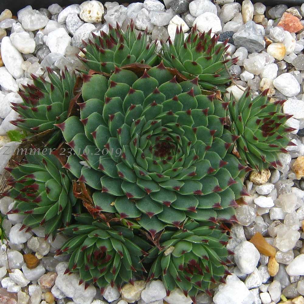 calcareum from Alpes Maritimes