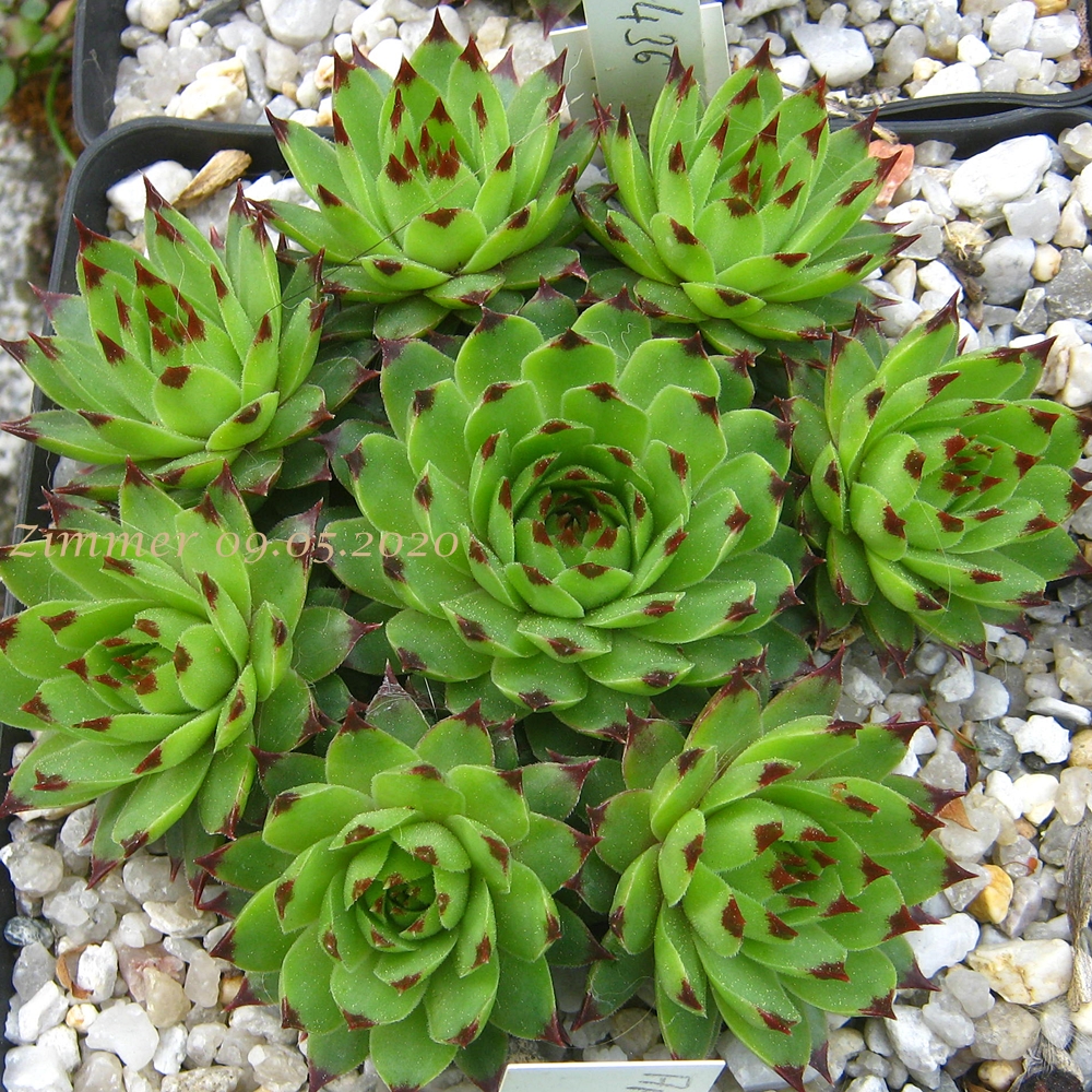 calcareum from Alpes Maritimes