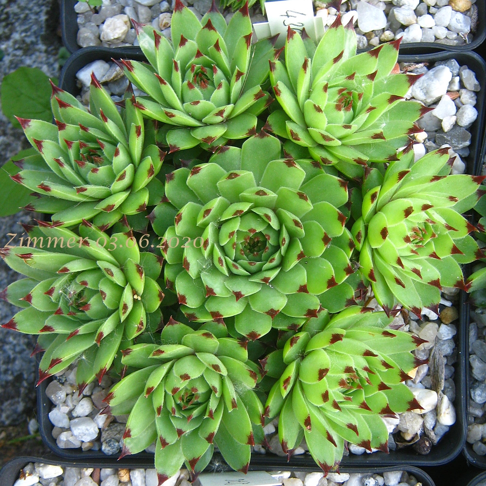 calcareum from Alpes Maritimes