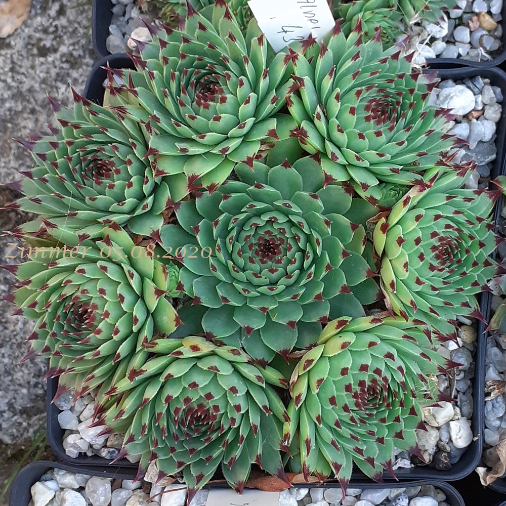 calcareum from Alpes Maritimes