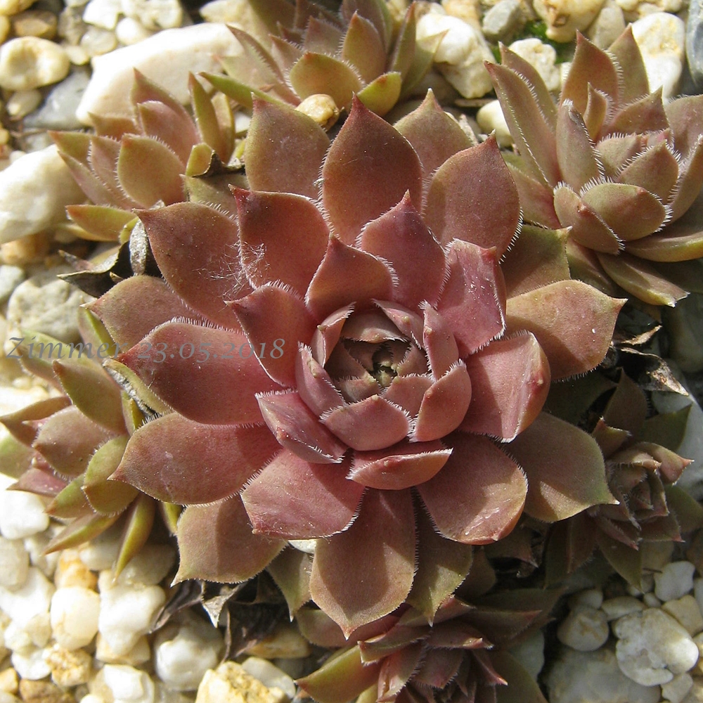 Rosé Rosa