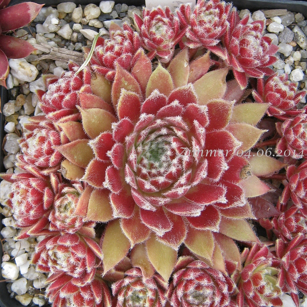 Strawberry Ice