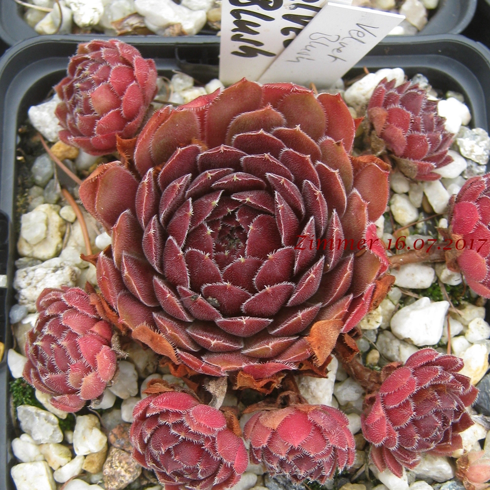 Velvet Blush