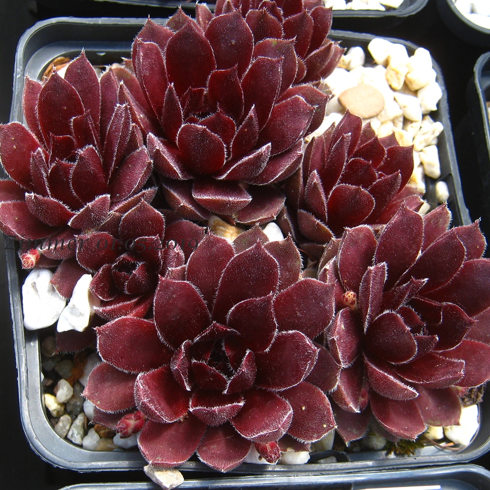Velvet Blush