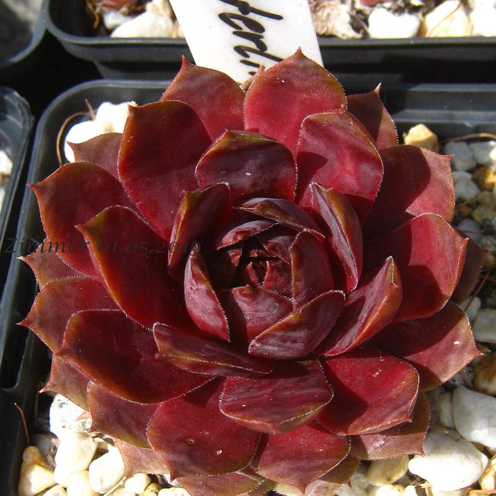 Waterlily ( II )