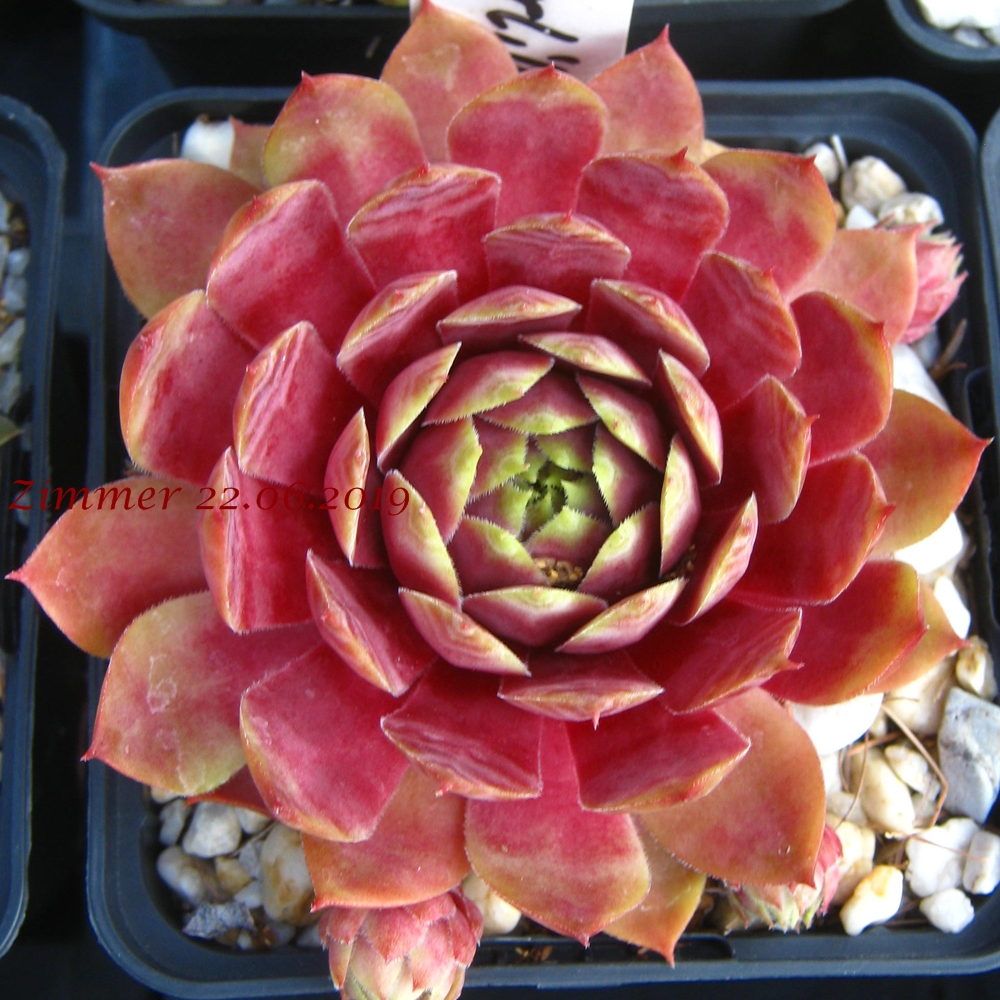 Waterlily ( II )