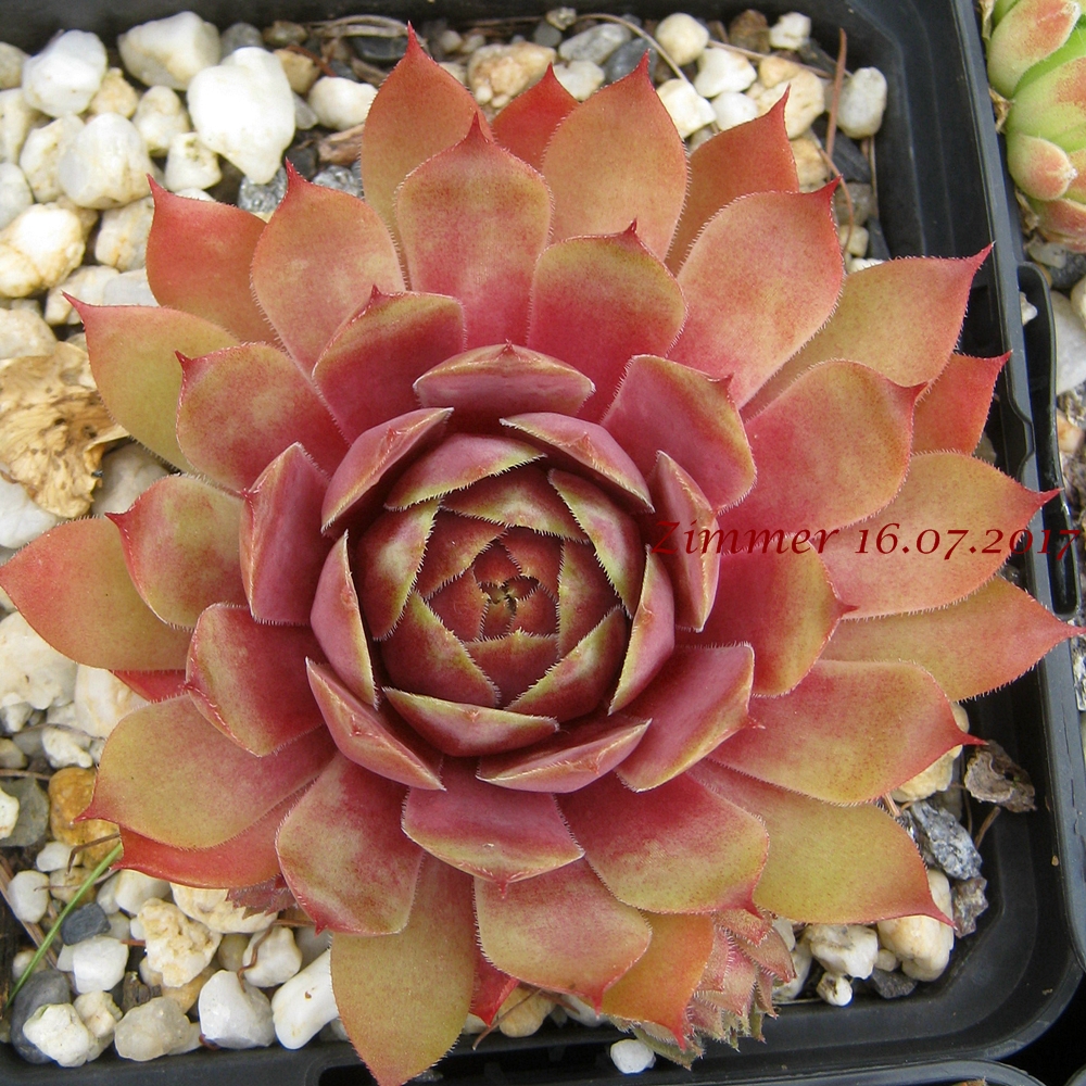 Waterlily ( II )