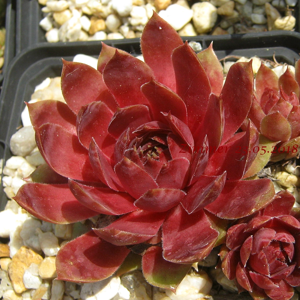 Waterlily ( II )