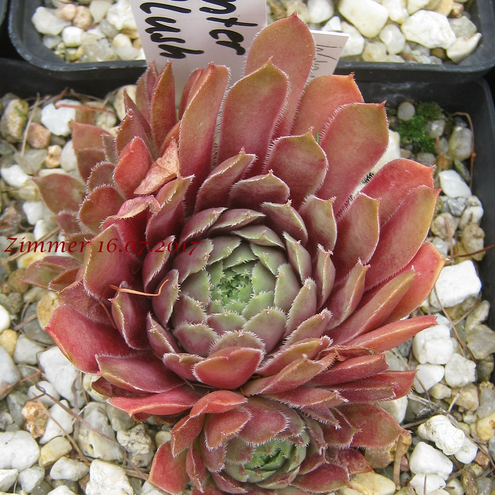 Winter Blush