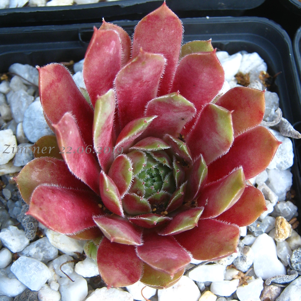 Winter Blush