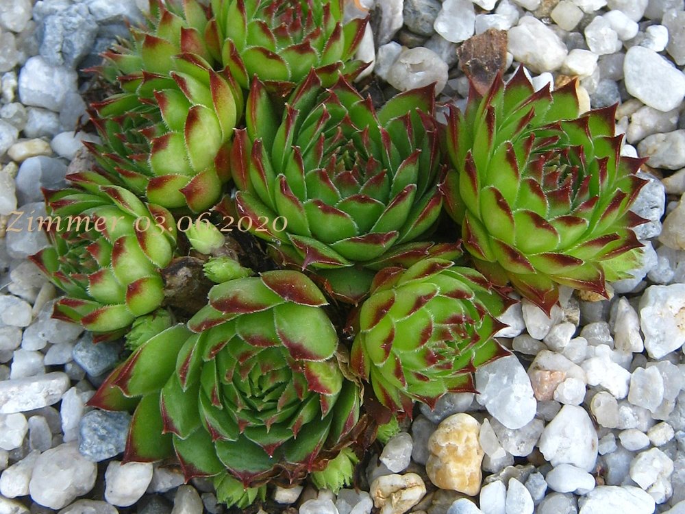 calcareum cf. from La Bernarde