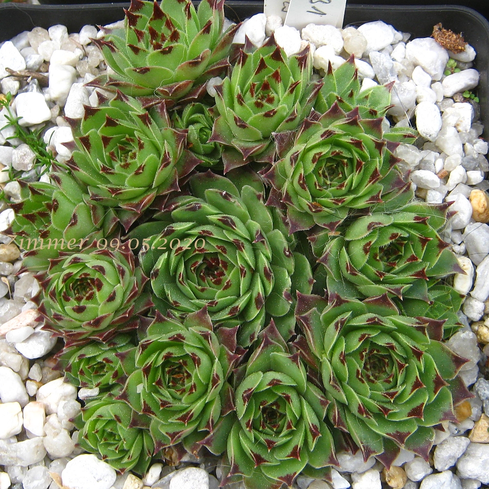 calcareum from Alpes Maritimes (Typ PH431)