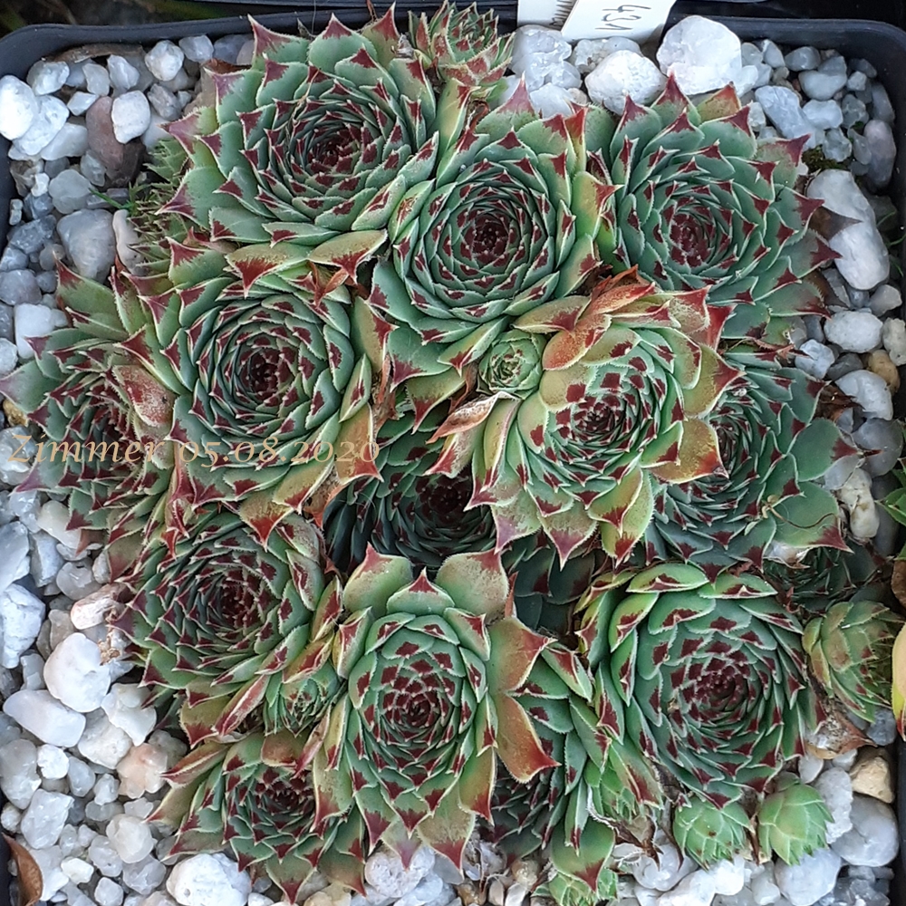 calcareum from Alpes Maritimes (Typ PH431)