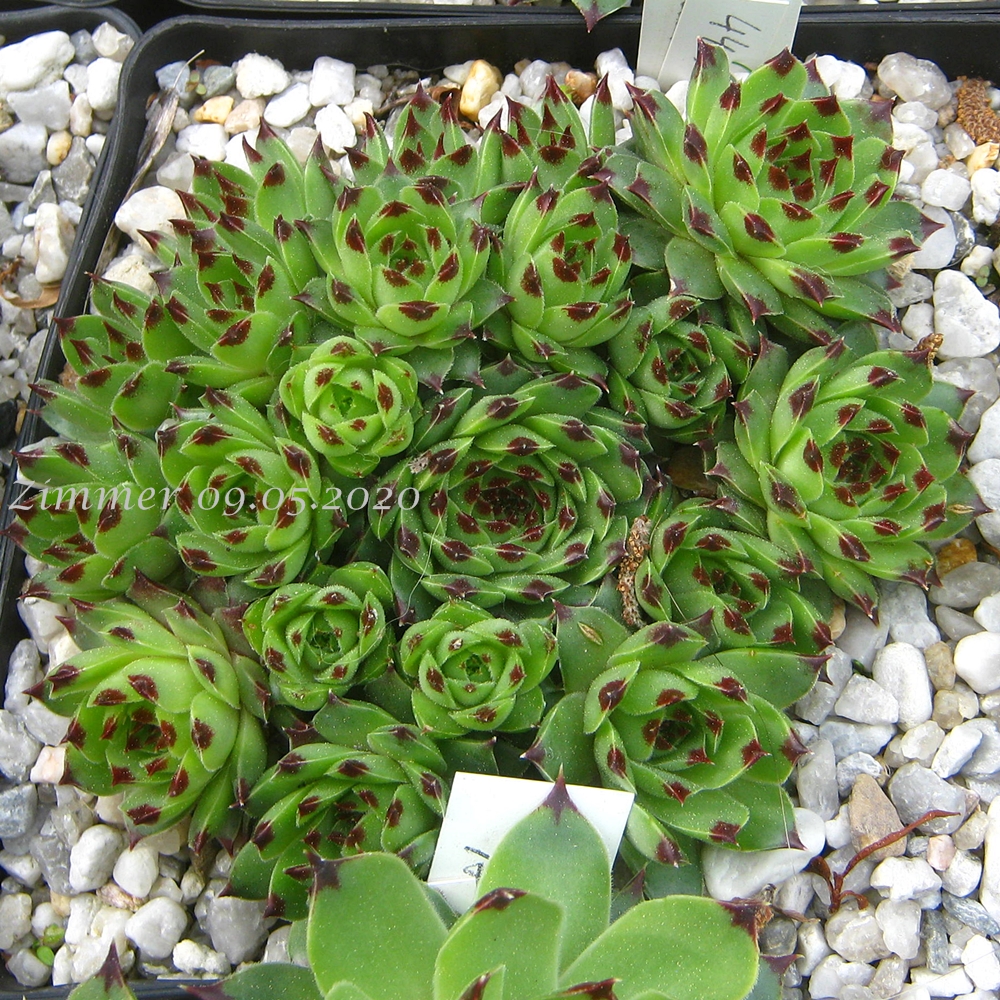 calcareum from Col Bayard
