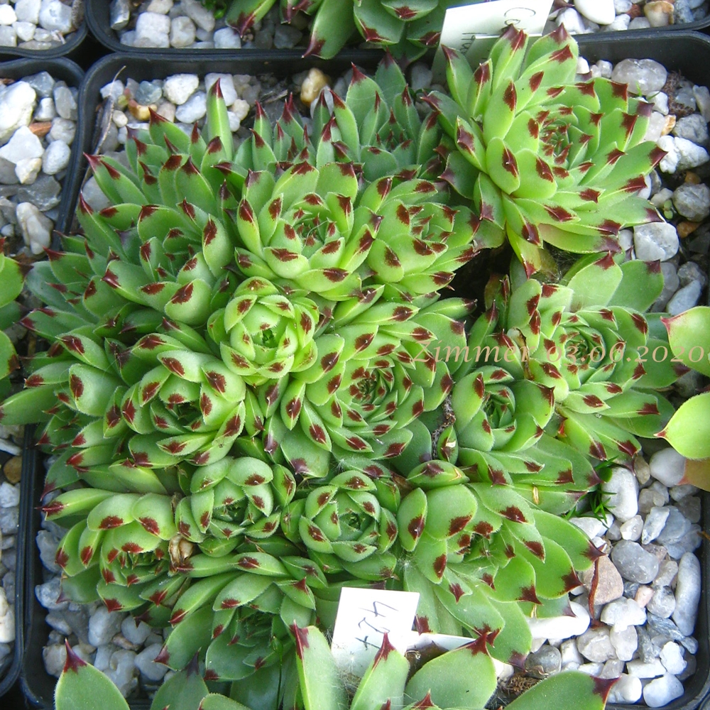 calcareum from Col Bayard