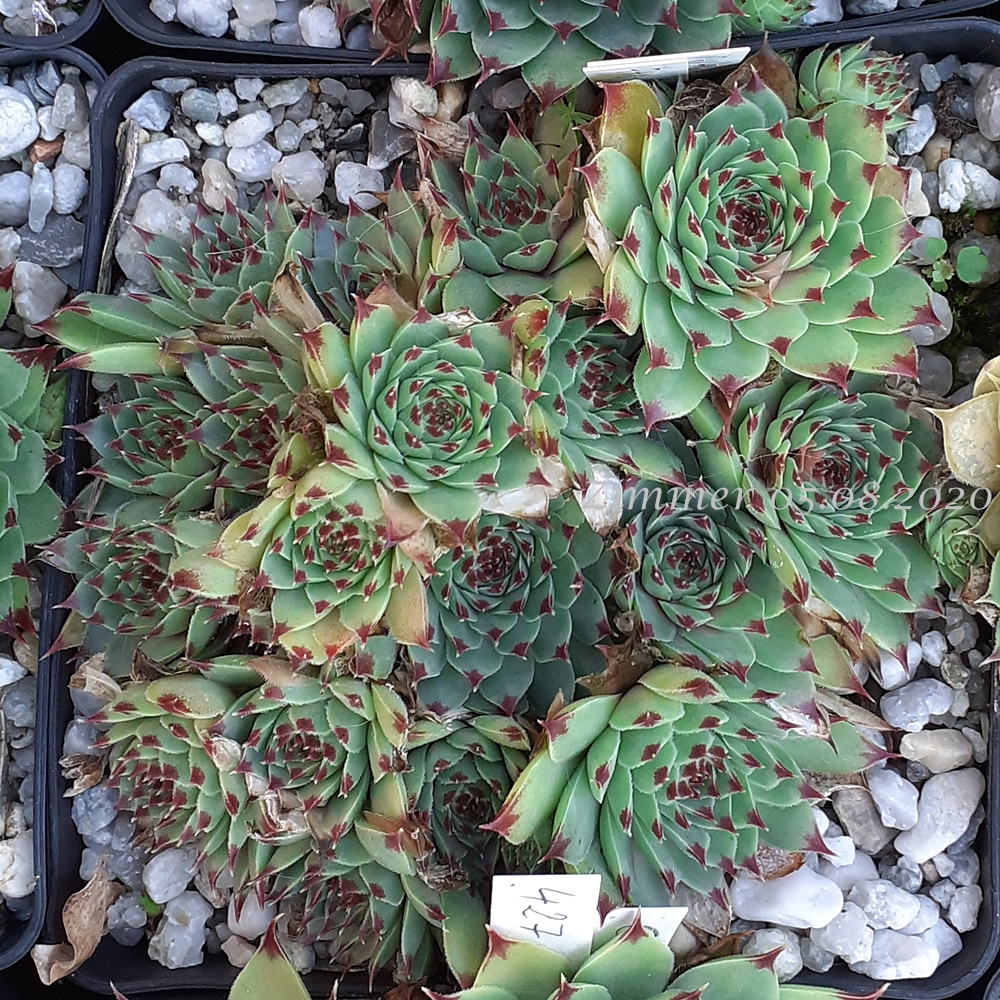calcareum from Col Bayard