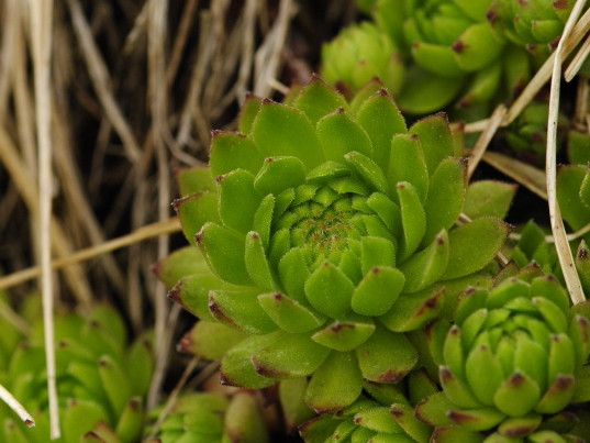 montanum ssp. carpathicum from Ostrva, N Abhang