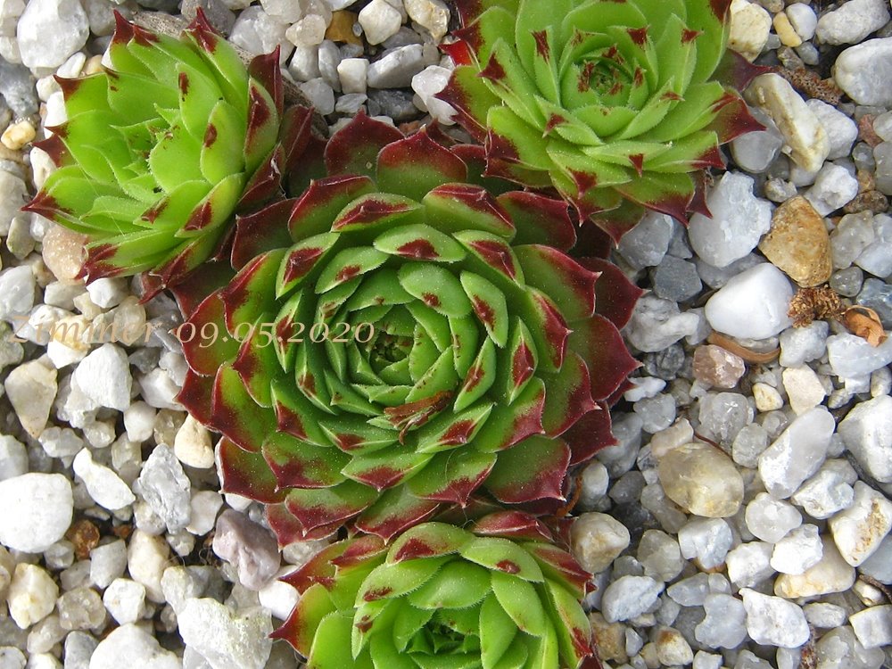 calcareum from La Tour-sur-Tinée