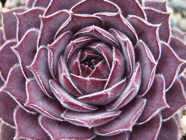 Belladonna