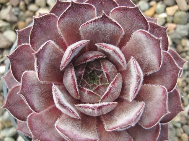 Belladonna