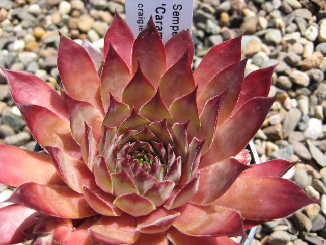 Caramel Cluster