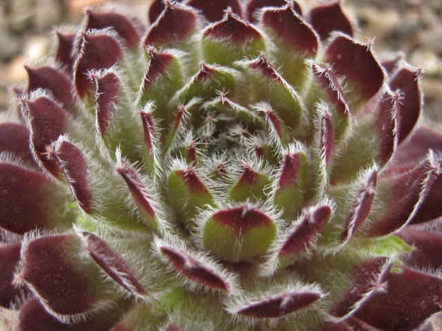 Cono