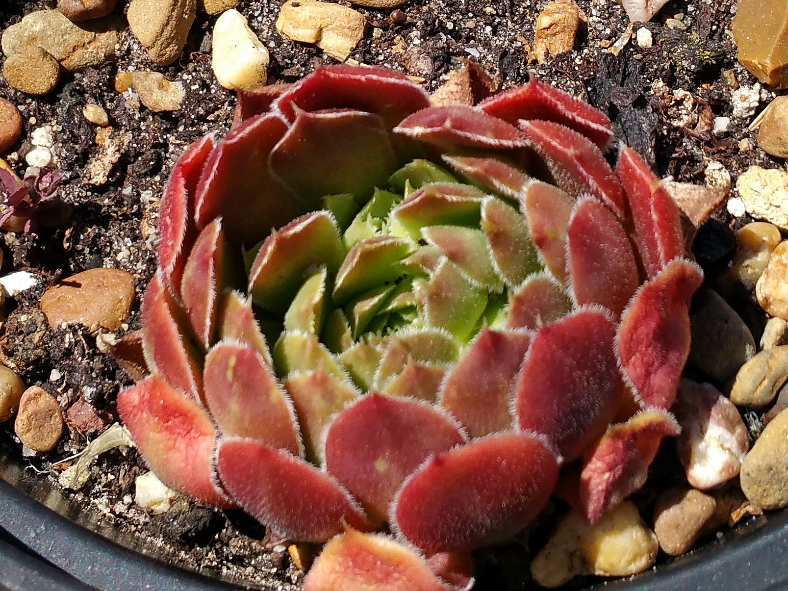 Cherry Glow / Jovi