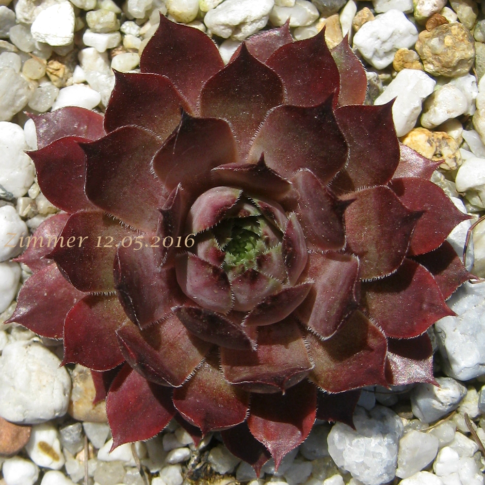 Arondina