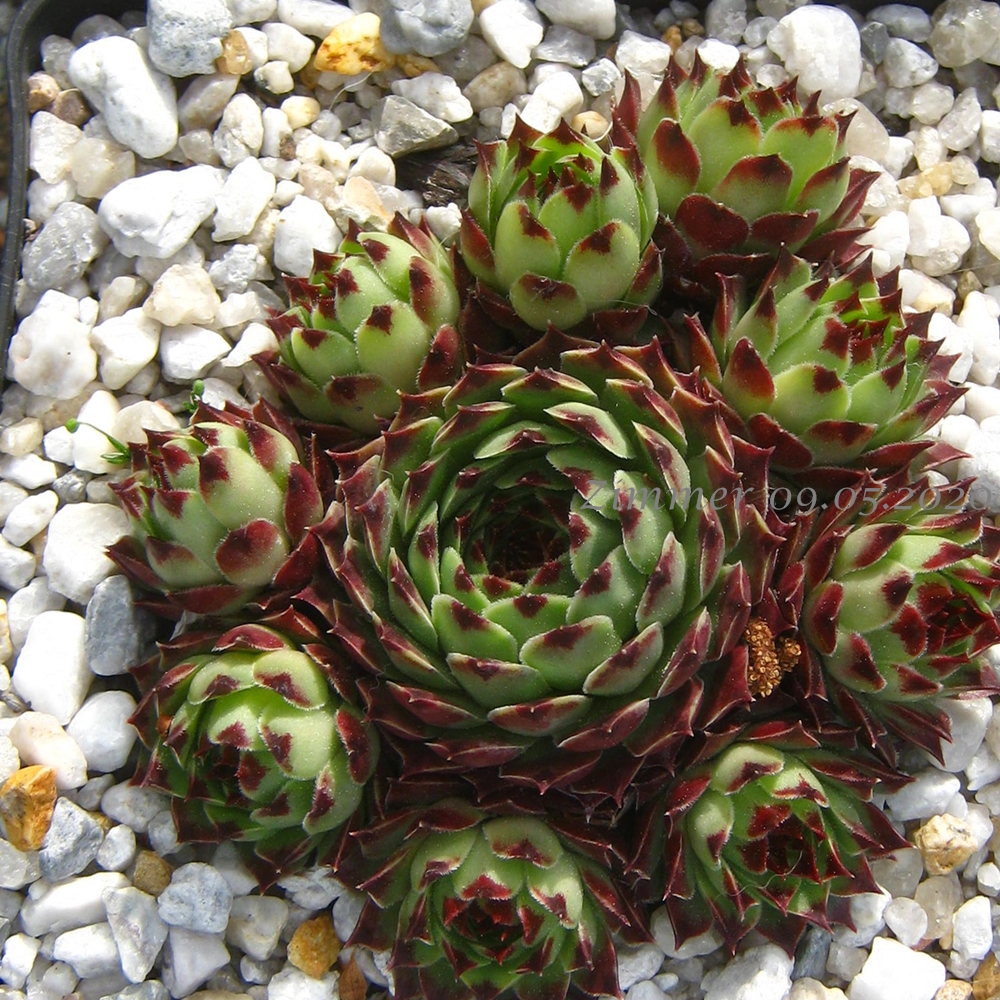 Bicolor