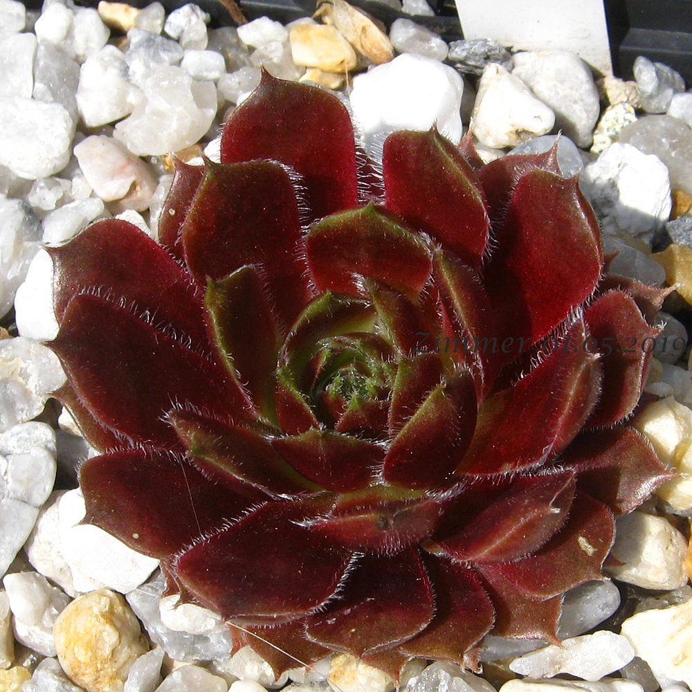 Bijou