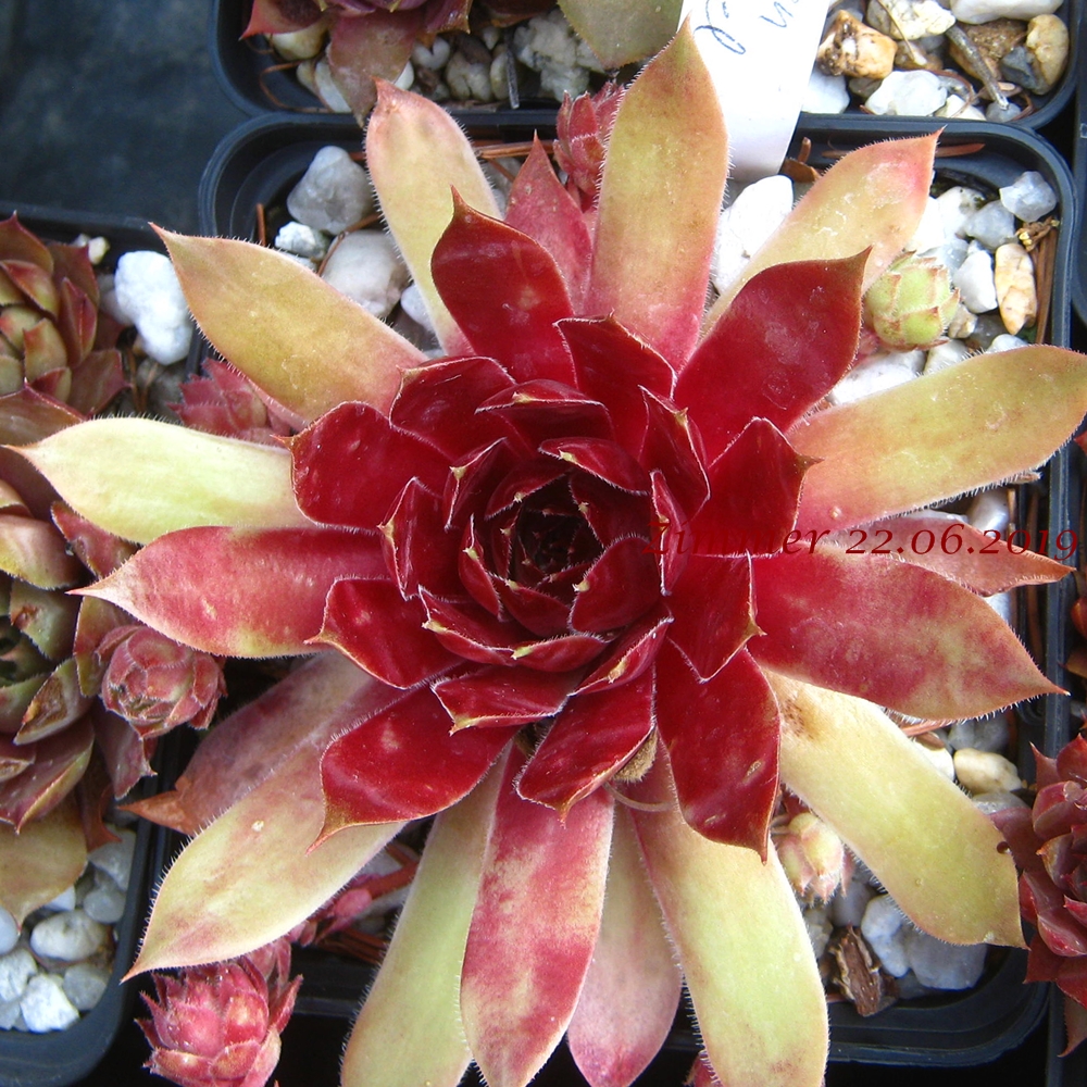 Blazen Jewel