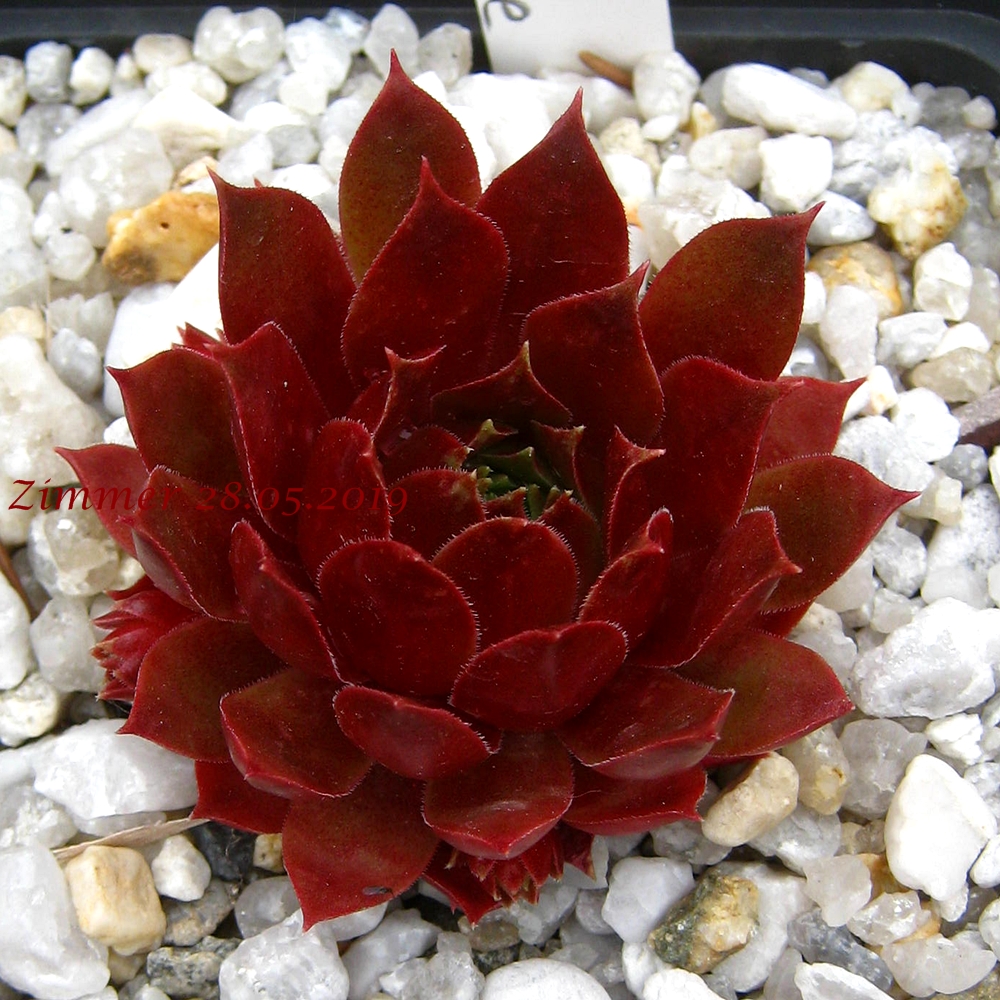 Blood Stone