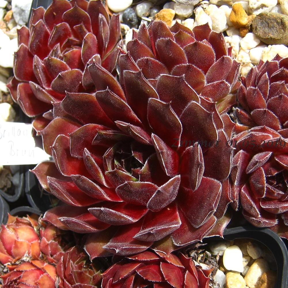 Brilland Red Brun