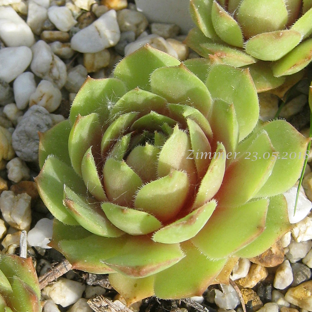 Buddha's Eye