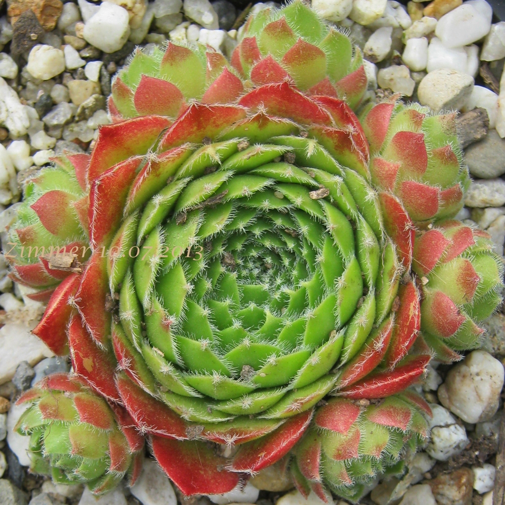 Cassiopeia