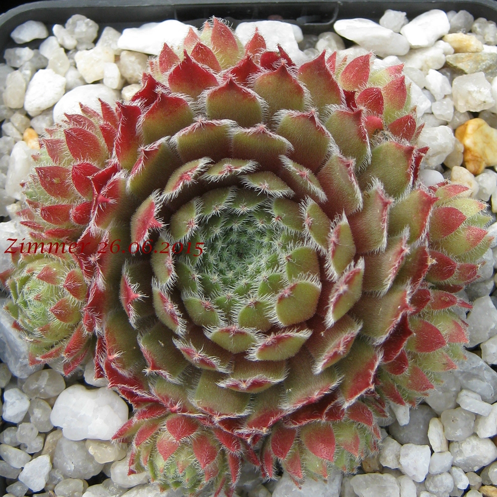 Cono