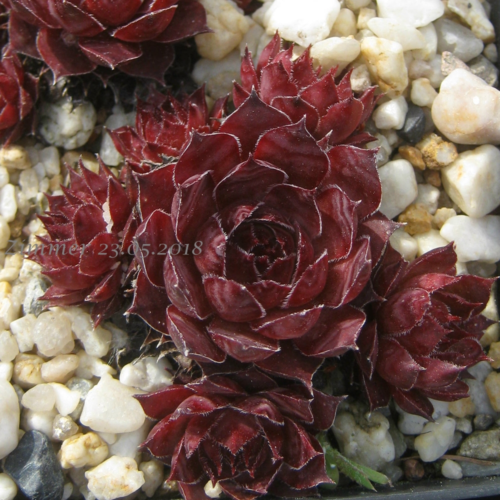 Dornröschen