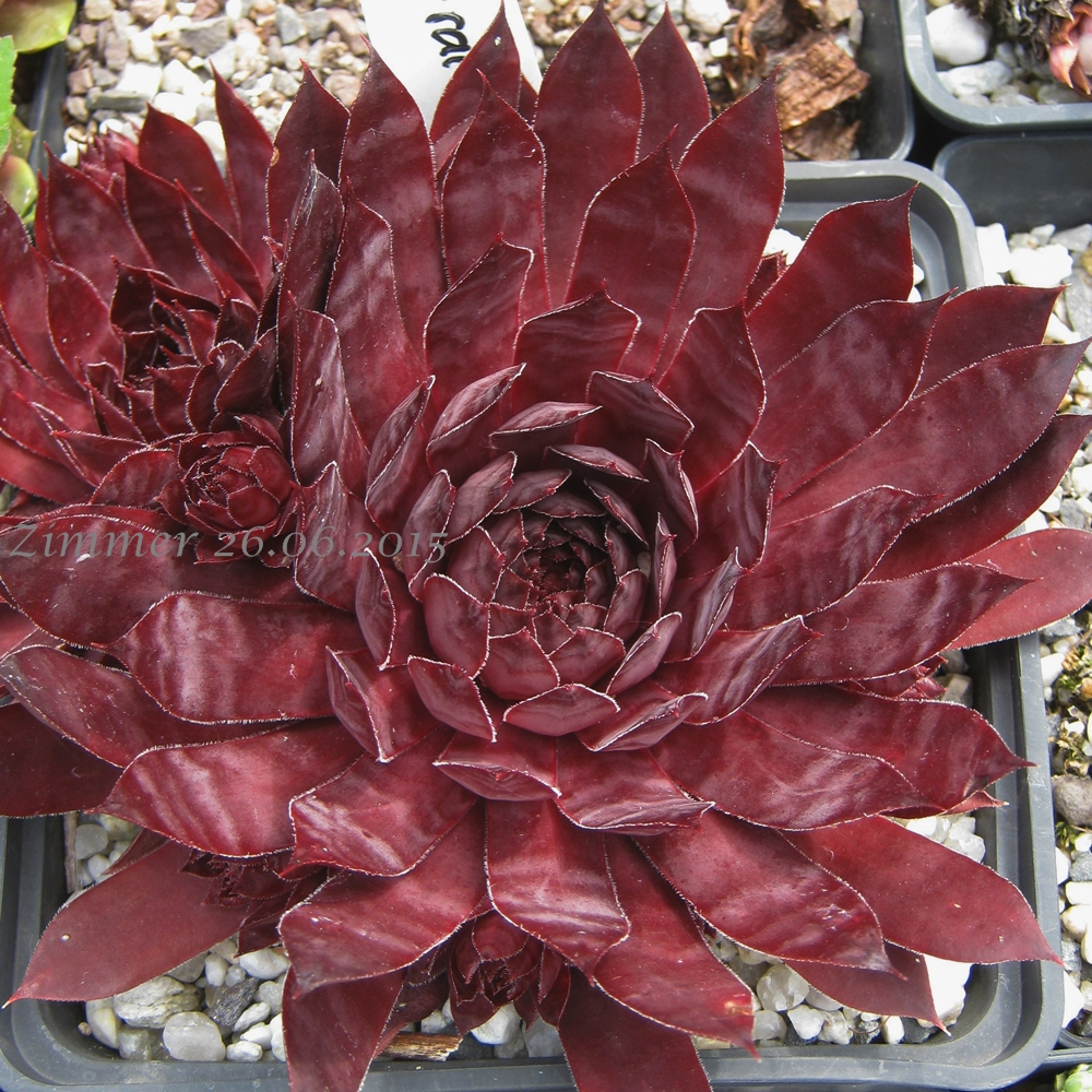 Drachenblut