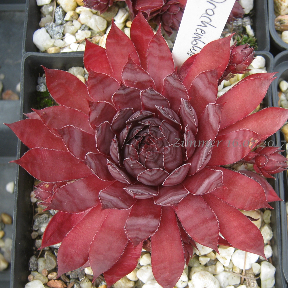 Drachenblut