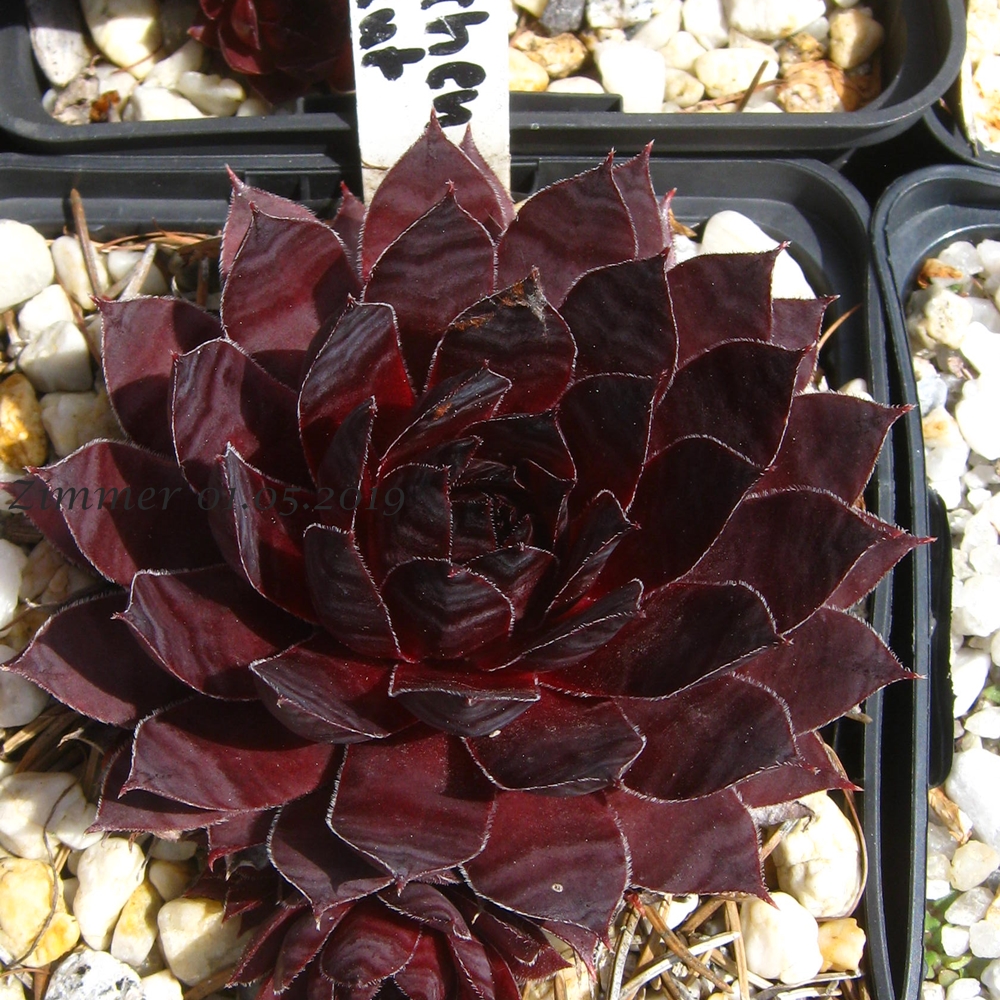 Drachenblut