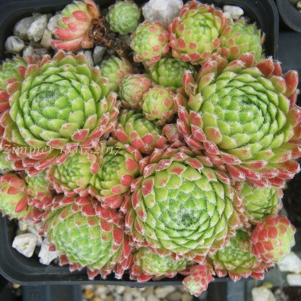Emberley Pink